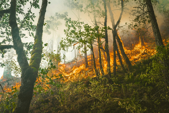 Waldbrand